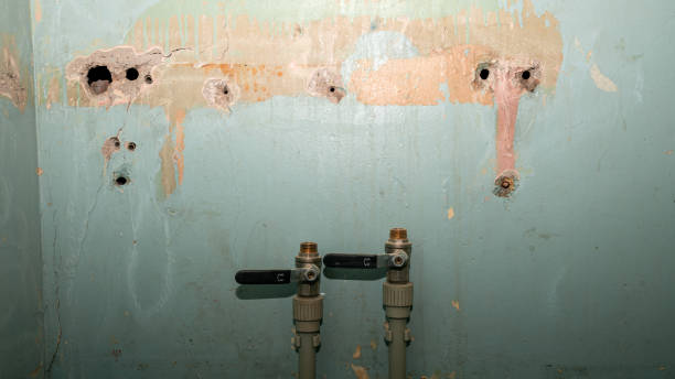 Best Mold removal after water damage  in Ignacio, CO
